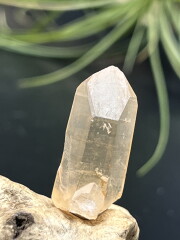 カブラル産ゴールデンレムリアンシード（ゴールド） GLM008