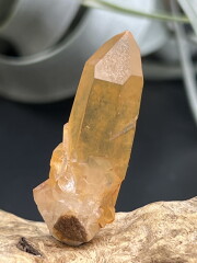 カブラル産ゴールデンレムリアン（イシス） GLM015