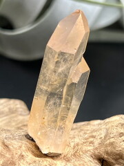 カブラル産ゴールデンレムリアン GLM019