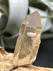 カブラル産ゴールデンレムリアン（イシス） GLM021