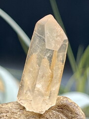 カブラル産ゴールデンレムリアン GLM023