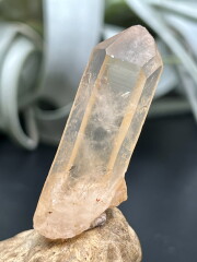 カブラル産ゴールデンレムリアン GLM024