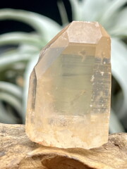 カブラル産ゴールデンレムリアン（タビー） GLM025