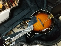 Aria　AM-40 　Mandolin　マイク搭載!! アンプに繋げる　アリア　　マンドリン　【　Electric F Mandorin　】Fタイプモデル　フラットマンドリン　 F-model Mandolin 《マンドリン》