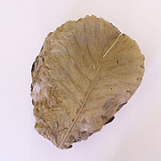 乾燥柏葉 50枚