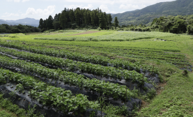 北軽井沢菌ちゃん農法&マコモ菌ワークショップ/2025年11月15日(土)
