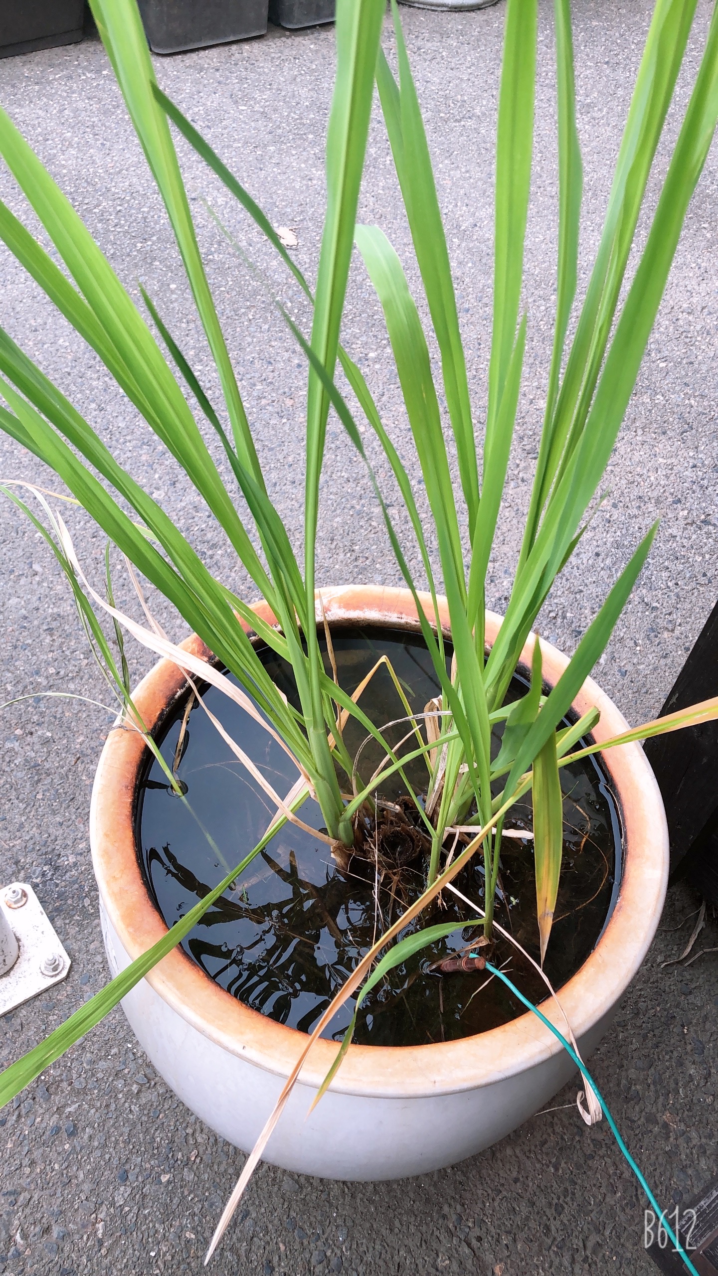 真菰の株