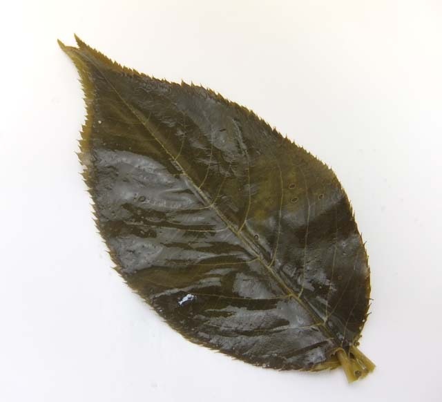 国産桜の葉の塩漬葉（ＭＳ）　５０枚