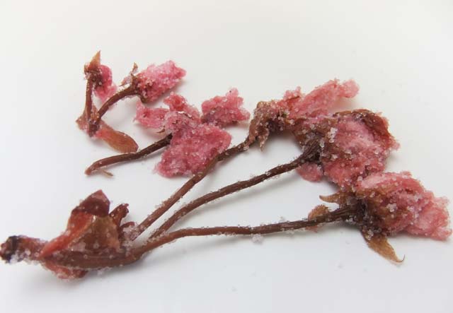 国産桜の花の塩漬け　１００ｇ