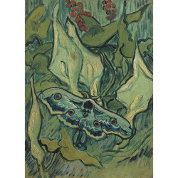  蛾 （グレート・ピーコック・モス）