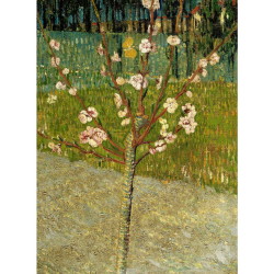 花咲くアーモンドの木