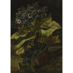 植木鉢のシネラリア