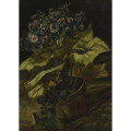  植木鉢のシネラリア