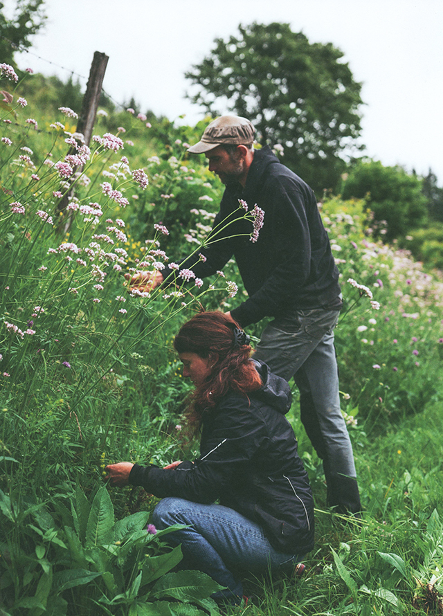 洋書 Infusions - Terroirs des simples Infusions - Terroirs des simples: Poirrier, Claire, Poirrier