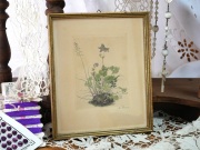 アンティークオダマキボタニカル額絵