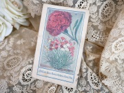 フランスアンティークカーネーションのボタニカルカード