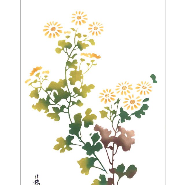 野菊