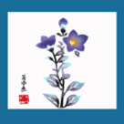 桔梗