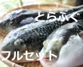とらふぐセット