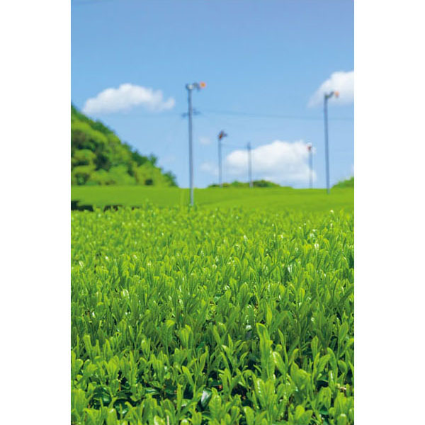 伊勢園 伊勢銘茶詰合せ