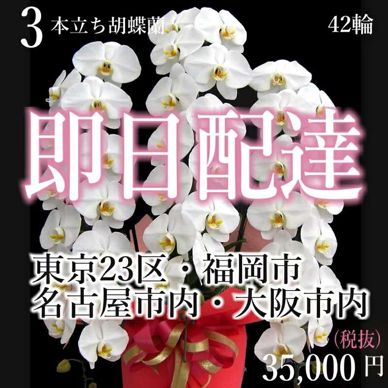 胡蝶蘭 3本立ち 白 プレミアム【福岡市内・当日便】