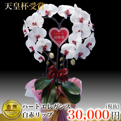 ハート大輪胡蝶蘭白赤リップ