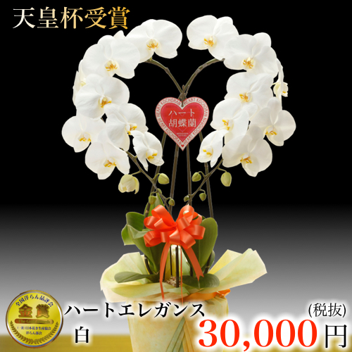 ハート大輪胡蝶蘭白