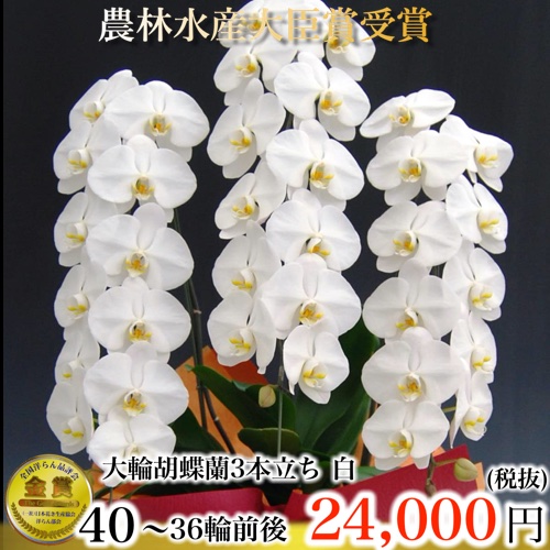 胡蝶蘭3本立ち36輪