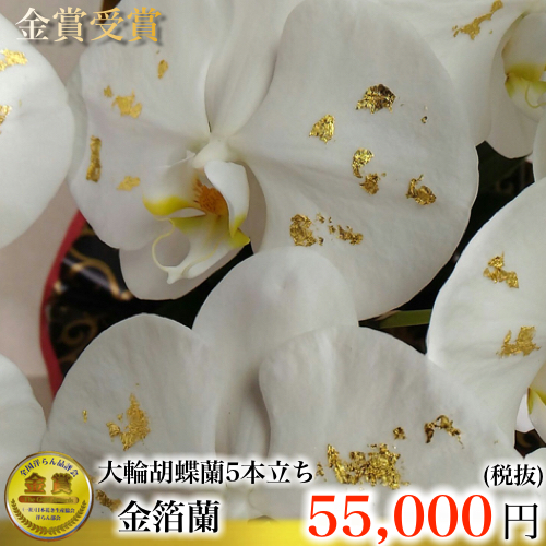 金箔蘭5本立ち大輪胡蝶蘭