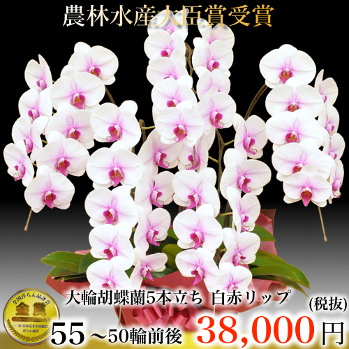 5本立ち大輪胡蝶蘭50輪白赤リップ