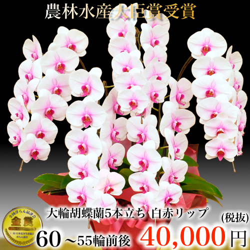 5本立ち大輪胡蝶蘭55輪白赤リップ
