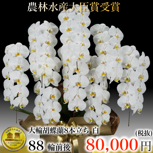 大輪胡蝶蘭8本立ち88輪白