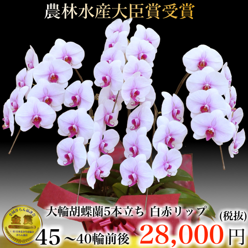 5本立ち大輪胡蝶蘭40輪白赤リップ