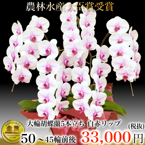 5本立ち 大輪胡蝶蘭 45輪 白赤リップ