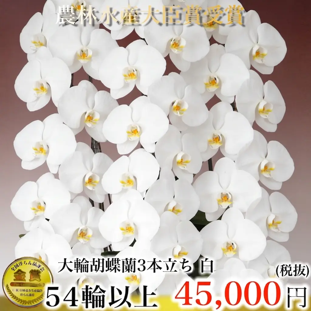 3本立ち54輪 白胡蝶蘭・農園直送・三本立ちの最高峰 49,500円