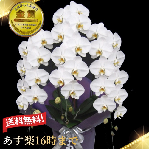 胡蝶蘭 ３本立ち 白 お供え