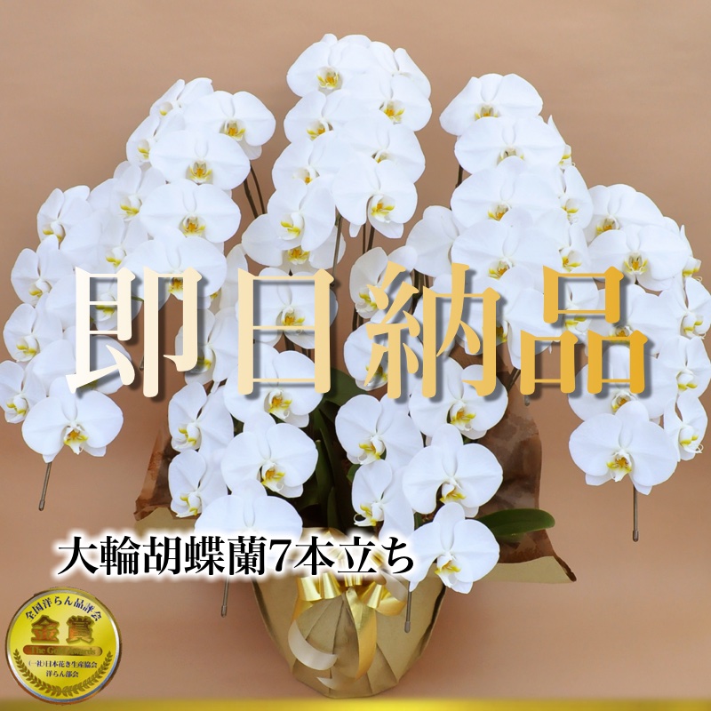 当日納品大輪胡蝶蘭7本立ち7万