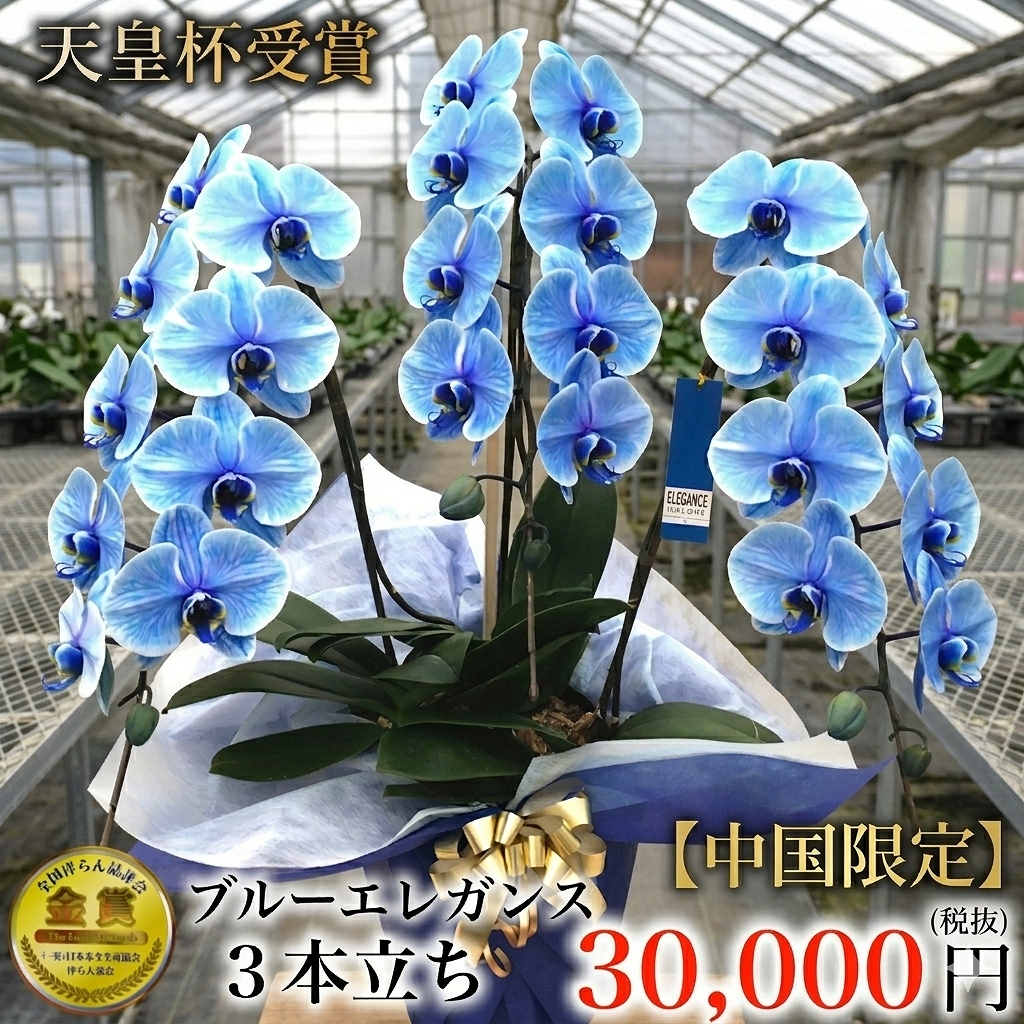【中国地方限定】独自製法のブルー胡蝶蘭 ブルーエレガンス 3本立ち（広島県・岡山県・山口県・島根県・鳥取県）最短翌日お届け商品画像