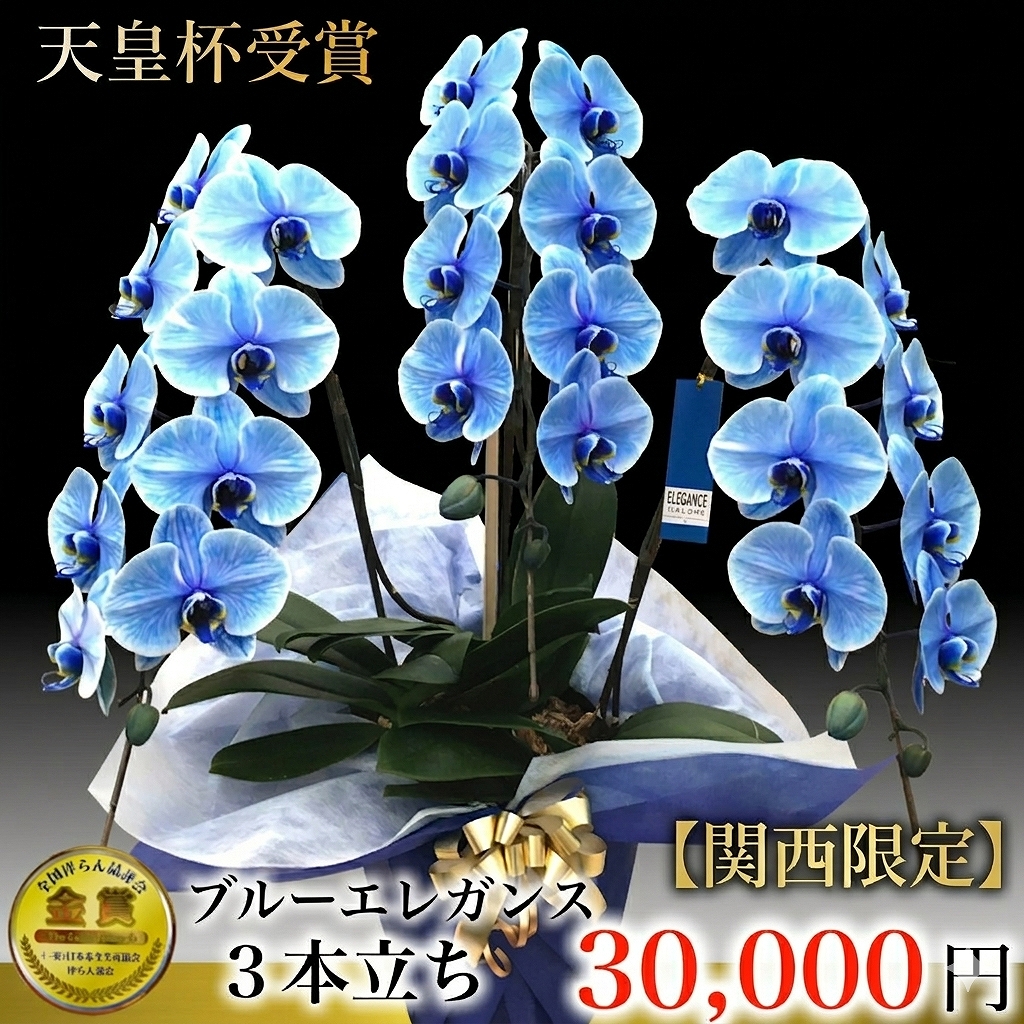 関西限定ブルー胡蝶蘭 ブルーエレガンス 3本立ち（大阪府・兵庫県・京都府・滋賀県・奈良県・和歌山県）最短翌日お届け商品画像