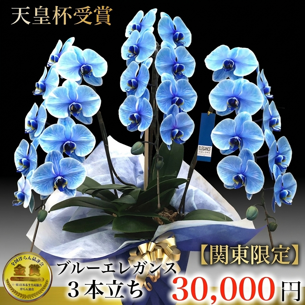 関東限定ブルー胡蝶蘭 ブルーエレガンス 3本立ち（東京都・神奈川県・千葉県・埼玉県・茨城県・栃木県・群馬県）最短翌日お届け商品画像