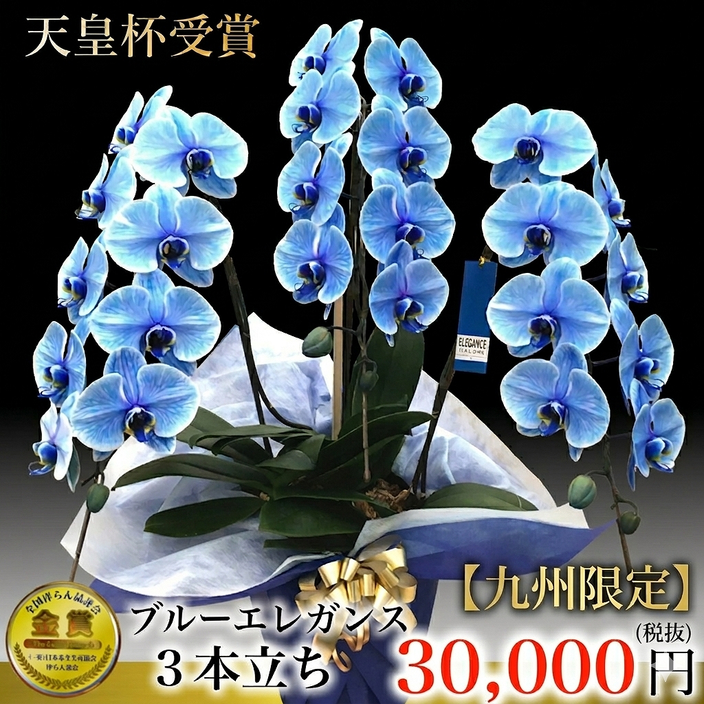九州限定ブルー胡蝶蘭 ブルーエレガンス 3本立ち（福岡県・佐賀県・長崎県・熊本県・大分県・宮崎県・鹿児島県）最短翌日お届け商品画像