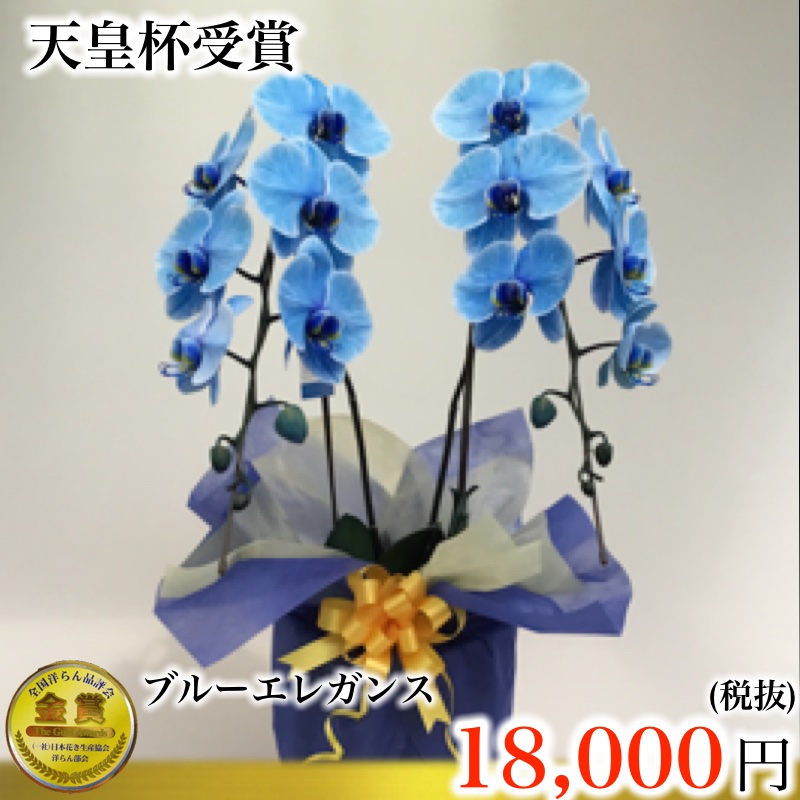 ブルーエレガンス2本立ち