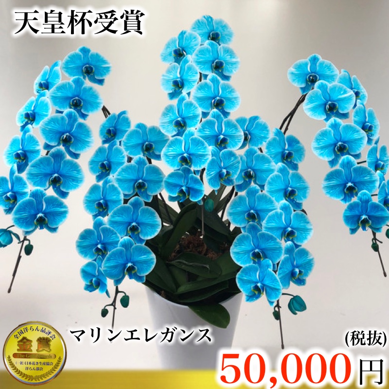 マリンエレガンス5本立ち松浦園芸