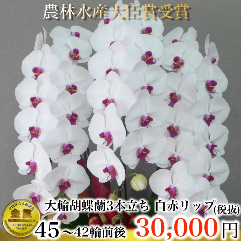 大輪胡蝶蘭3本立ち45輪から42輪白赤リップ