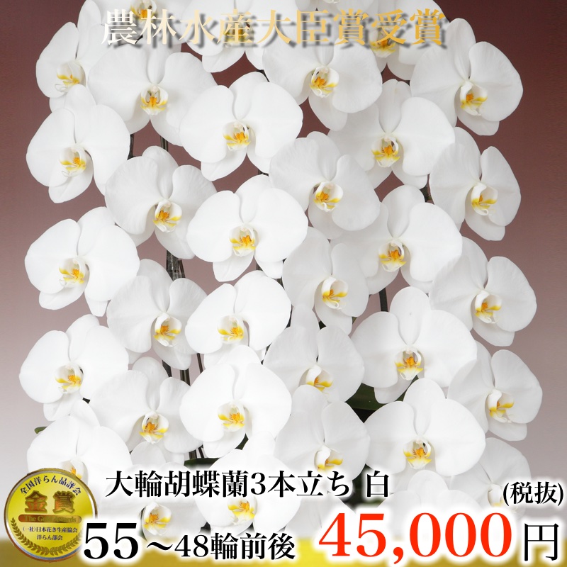 大輪胡蝶蘭3本立ち55輪から48輪白