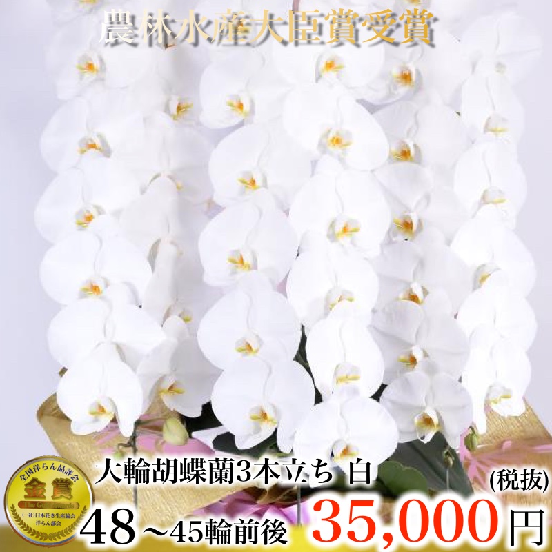 大輪胡蝶蘭3本立ち48輪から45輪白