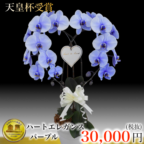 大輪胡蝶蘭ハートパープルエレガンス紫の胡蝶蘭