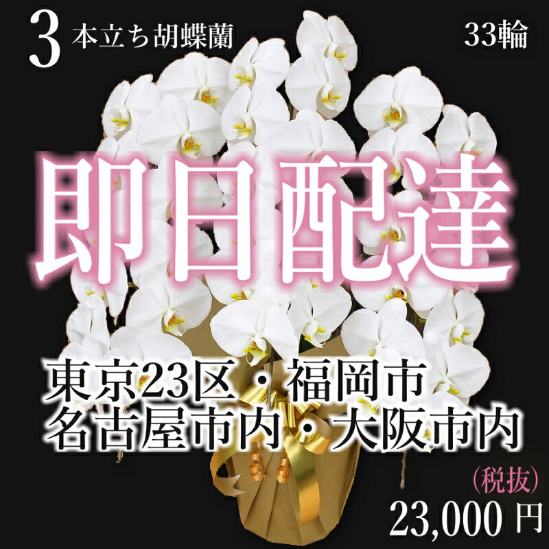 胡蝶蘭 3本立ち 白 スタンダードプラス【福岡市内・当日便】