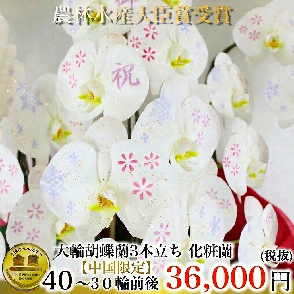 【中国地方限定】完全受注生産・化粧蘭 3本立ち（広島県・岡山県・山口県・島根県・鳥取県）お届け納期約1週間の商品画像