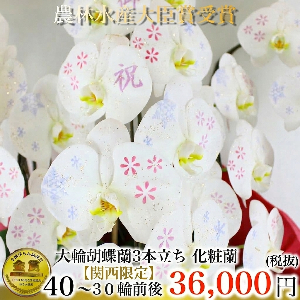 関西限定完全受注生産・化粧蘭 3本立ち（大阪府・兵庫県・京都府・滋賀県・奈良県・和歌山県）お届け納期約1週間の商品画像